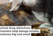 How do you measure the concentration of a drug in a tortoise shell? Thirawatana Phaisalratana/iStock via Getty Images Plus
